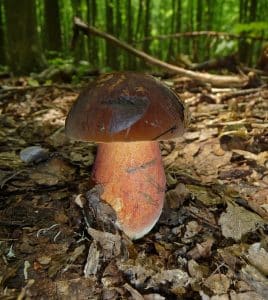 What mushrooms are found in the Landes?