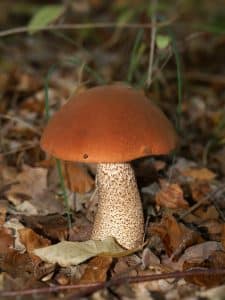 What mushrooms are found in the Landes?