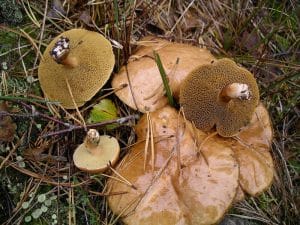 Quels champignons trouve-t-on dans les Landes ?