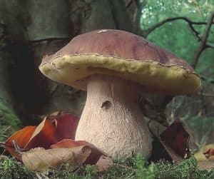 What mushrooms are found in the Landes?