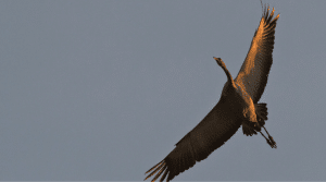 Où voir les grues dans les Landes ?