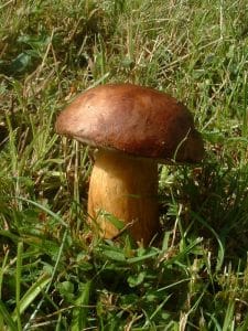 What mushrooms are found in the Landes?