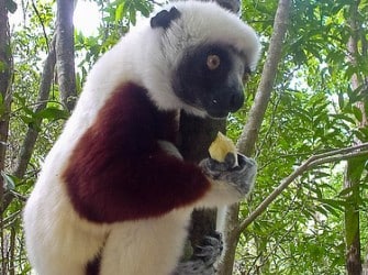 Zoo de Labenne : animaux des 5 continents dans les Landes