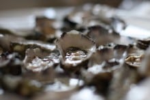 Les huîtres : 7 conseils pour débuter