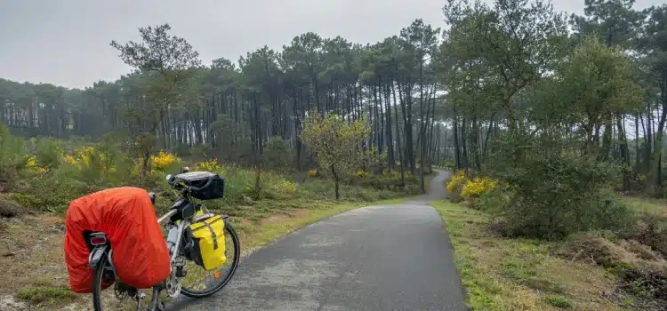 foret des landes