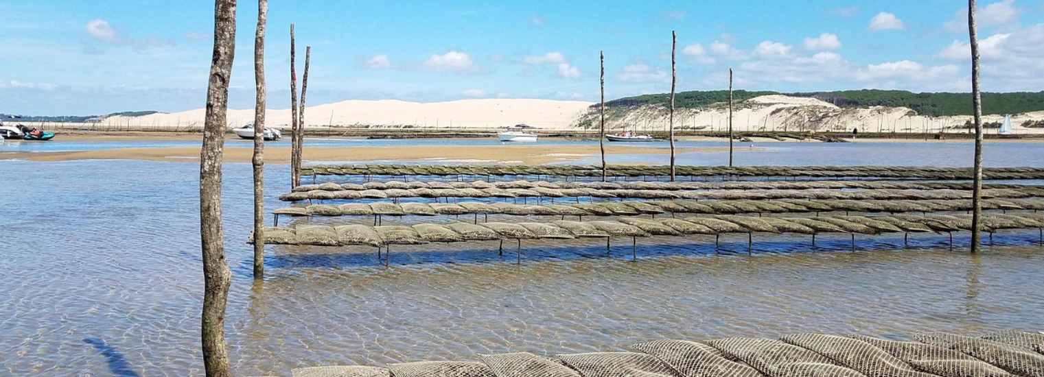 Huître au Bassin d’Arcachon