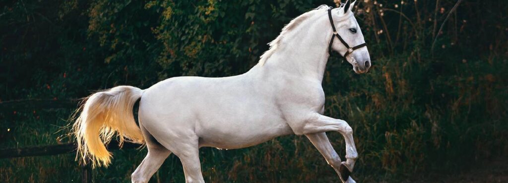 balade cheval biscarosse