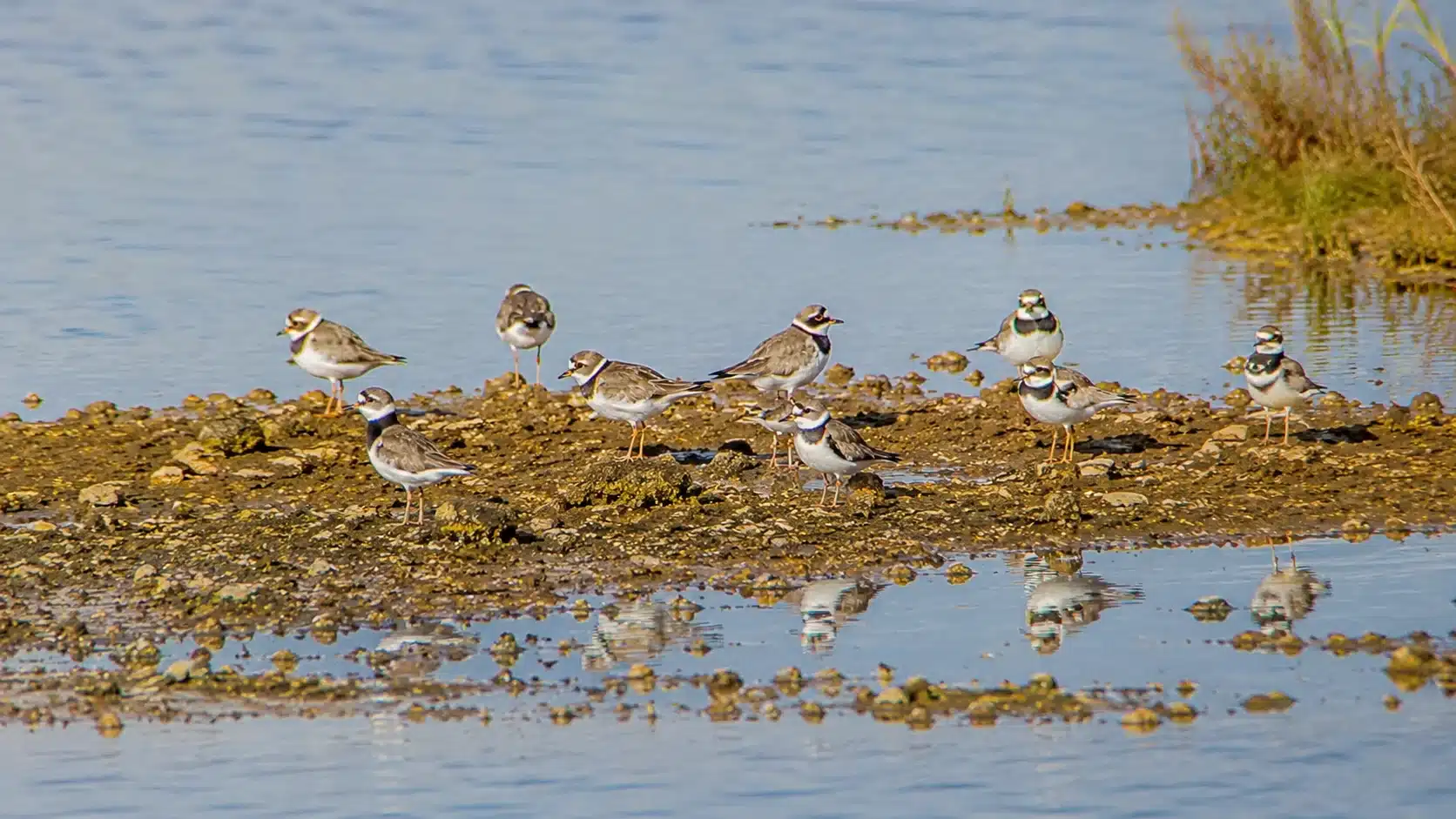 Oiseaux du littoral sur les vasières de l’île aux Oiseaux, bassin d’Arcachon